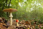 Amanita Muscaria Amanita Muscaria