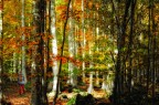 Il Bosco Il Bosco