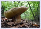 nel bosco
