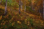 Bosco in ottobre Bosco in ottobre
