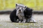 Cuccioli Cuccioli