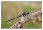 La rarissima Orthetrum trinacria, mia prima foto sul forum! La rarissima Orthetrum trinacria, mia prima foto sul forum!