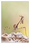Empusa pennata, un alieno tra noi! Empusa pennata, un alieno tra noi!