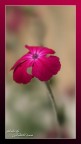 fuxia fuxia