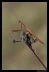 ...Mantide Religiosa Maschio... ...Mantide Religiosa Maschio...
