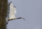 Ibis sacro (Threskiornis aethiopicus)
