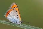 Lycaena dispar