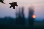 Autumn Autumn