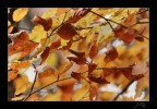 autumnal patchwork autumnal patchwork
