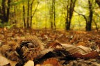 Autunno nel bosco Autunno nel bosco