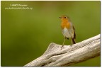 Pettirosso(Erithacus rubecula) Pettirosso(Erithacus rubecula)