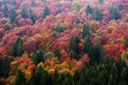 Foresta d'ottobre Foresta d'ottobre