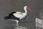 Cicogna Cicogna