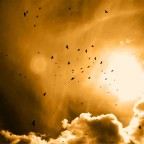 Birds Birds
