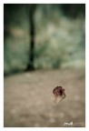 Fall (autunno) Fall (autunno)