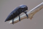 Capnodis tenebrionis