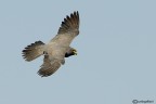 Falco unicolore Falco unicolore