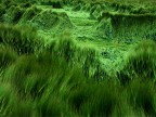 marosi di grano marosi di grano