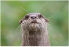 Lontra Lontra