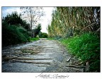 IMG_40 IMG_40