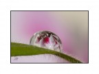 ciclamino riflesso ciclamino riflesso