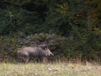 Tentativi di panning su cinghiale Tentativi di panning su cinghiale