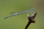 la damigella la damigella