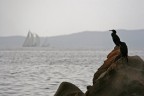 Cormorani & Vele Cormorani & Vele