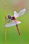 SYMPETRUM FONSCOLUMBII. N2 SYMPETRUM FONSCOLUMBII. N2