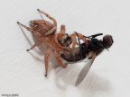 Ragno mangia mosca