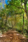 C'e' una strada nel bosco C'e' una strada nel bosco