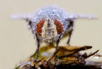 bubble fly bubble fly