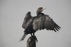 cormorano