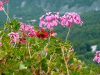 ...fiori... ...fiori...