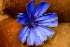 fiore blu fiore blu