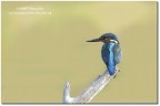 Martin pescatore (Alcedo atthis)