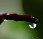 Riflessi