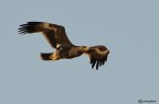 Aquila delle steppe Aquila delle steppe
