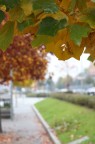 foglie d'autunno foglie d'autunno