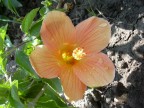 Macro fiore1 Macro fiore1