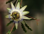 Fiore della passione Fiore della passione