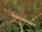 Atractomorpha Lata