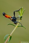Cylindromyia brassicaria Cylindromyia brassicaria