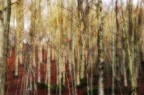 Il Bosco degli Spiriti Il Bosco degli Spiriti