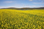 GIALLO A MAINLAND....... GIALLO A MAINLAND.......