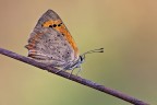 Lycaena phlaeas Lycaena phlaeas
