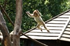 altro che tarzan... altro che tarzan...