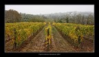 Autunno nei colli. Autunno nei colli.