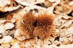Un riccio tra le foglie Un riccio tra le foglie