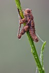 Pezotettix giornae Pezotettix giornae